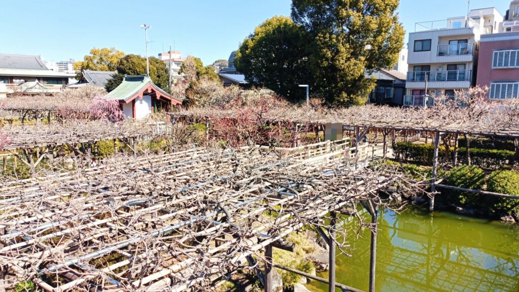 亀戸天神社