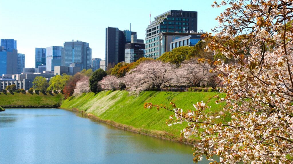 千鳥ヶ淵の桜