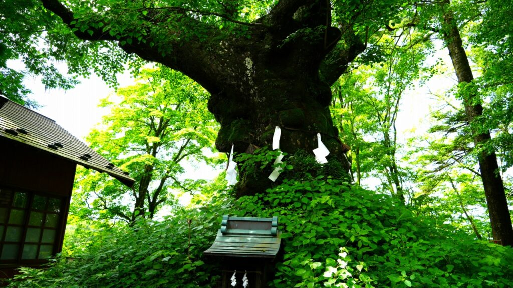 熊野皇大神社のシナノキ