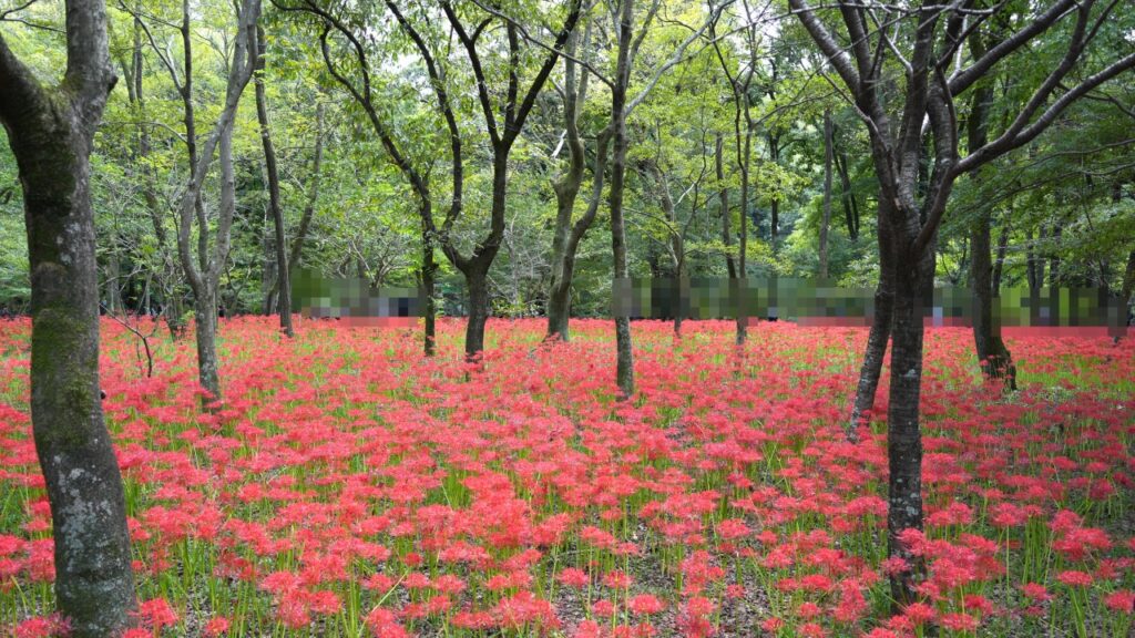 巾着田曼珠沙華公園