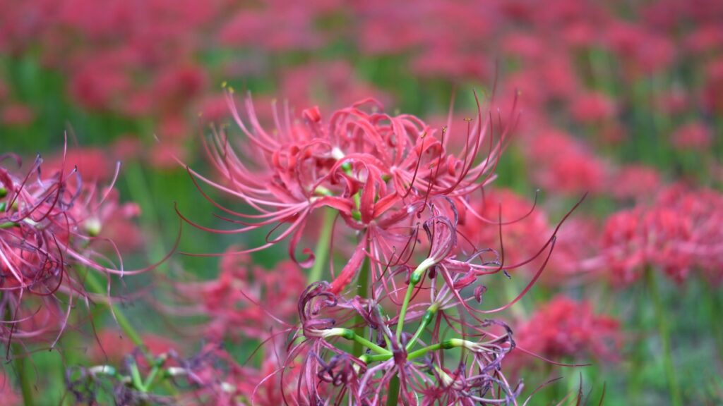 巾着田曼珠沙華公園