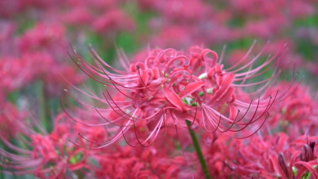 巾着田曼珠沙華公園