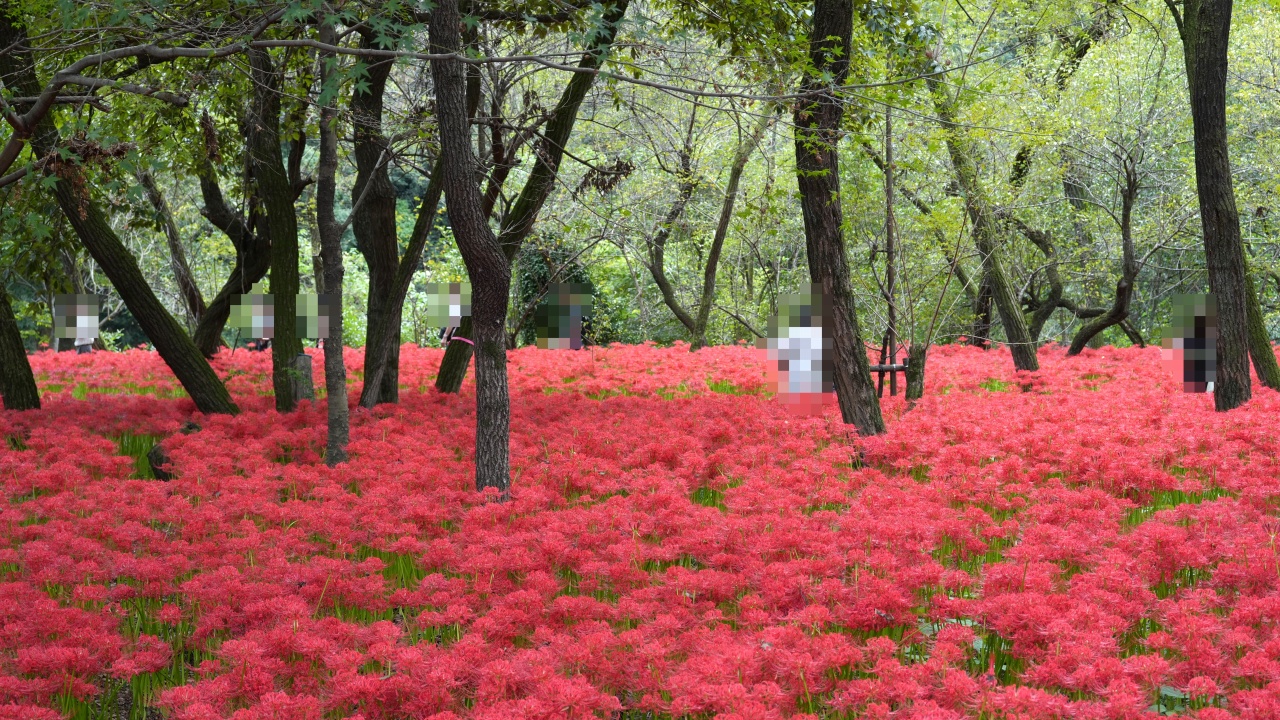 巾着田曼珠沙華公園