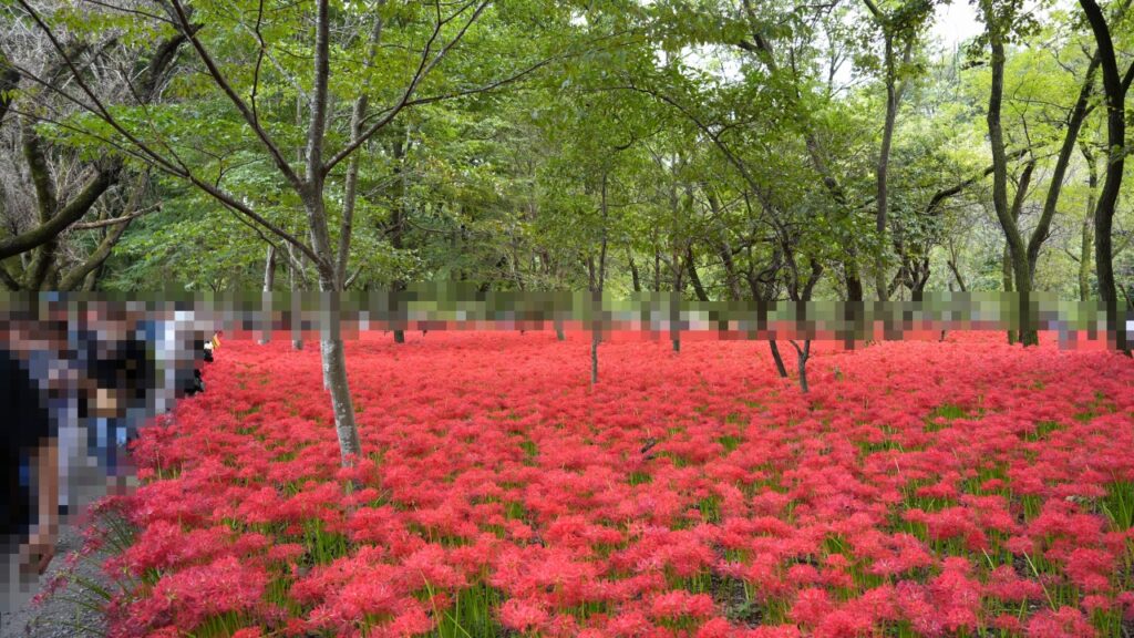 巾着田曼珠沙華公園