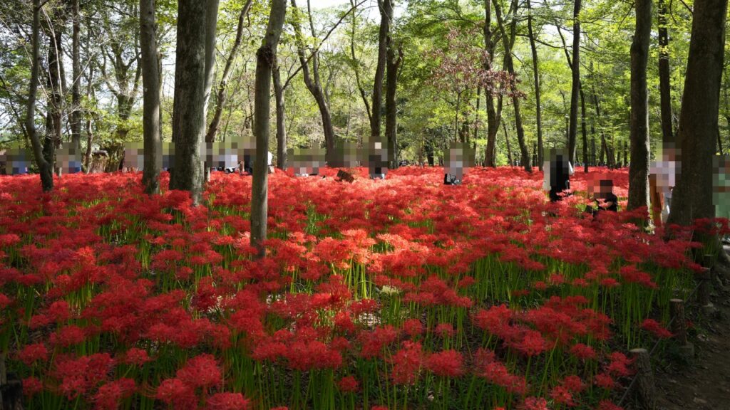巾着田曼珠沙華公園
