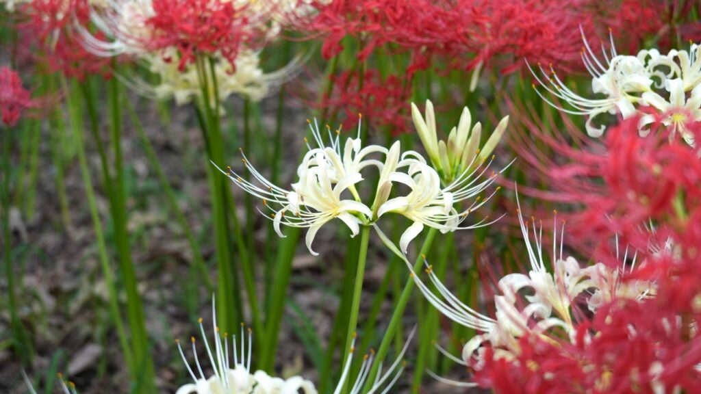 巾着田曼珠沙華公園