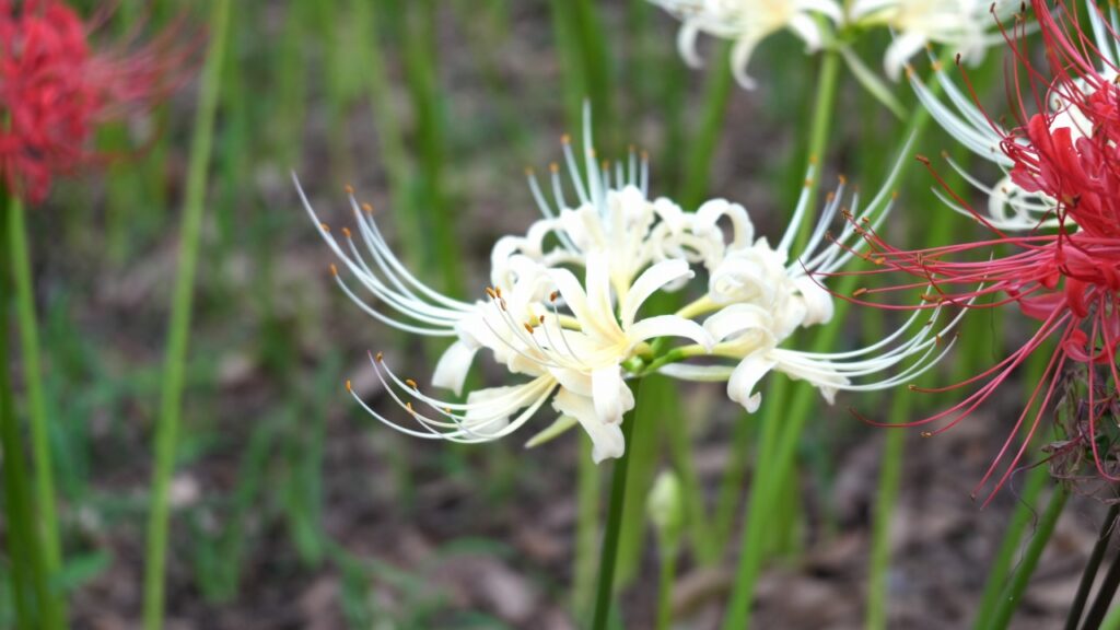 巾着田曼珠沙華公園