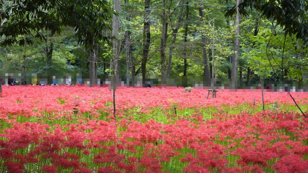 巾着田曼珠沙華公園