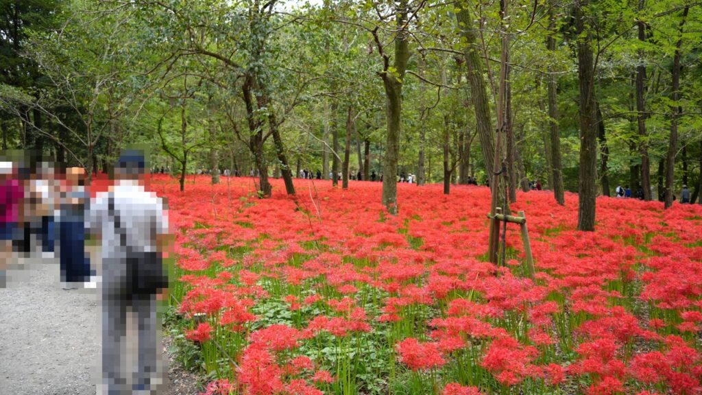 巾着田曼珠沙華公園
