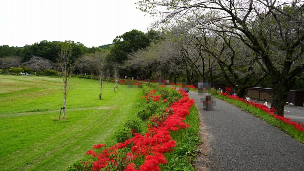 巾着田曼珠沙華公園