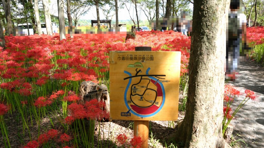 巾着田曼珠沙華公園