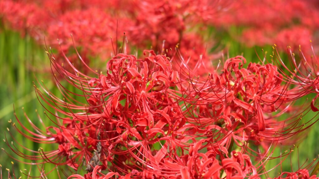 巾着田曼珠沙華公園