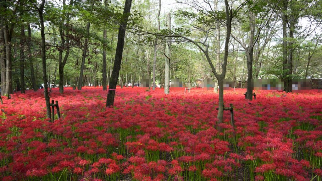 巾着田曼珠沙華公園