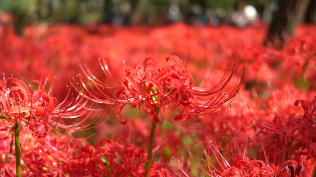 巾着田曼珠沙華公園