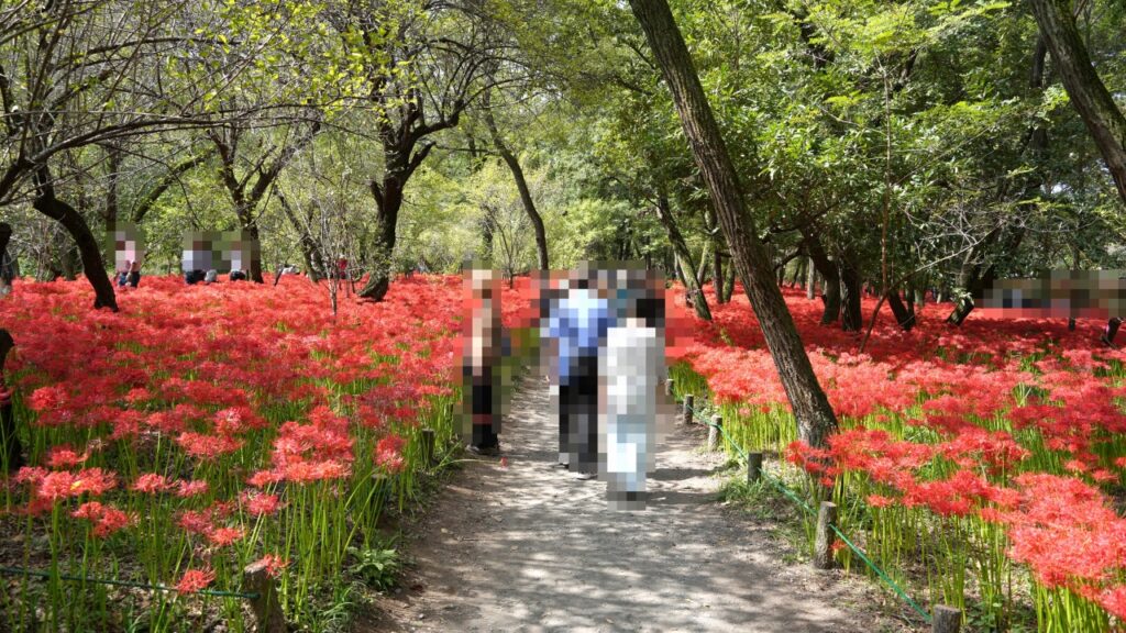 巾着田曼珠沙華公園