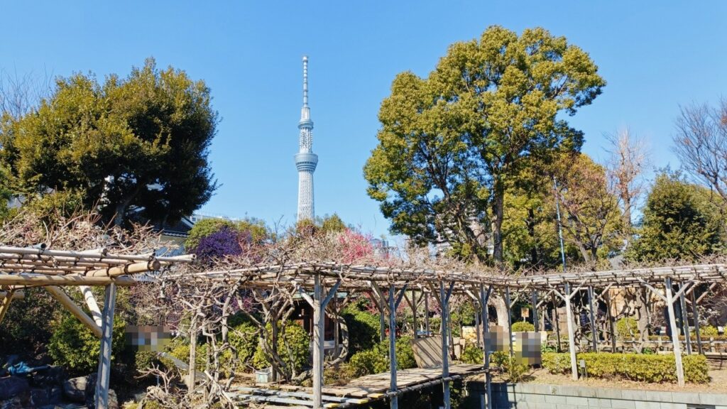 亀戸天神社から見たスカイツリー