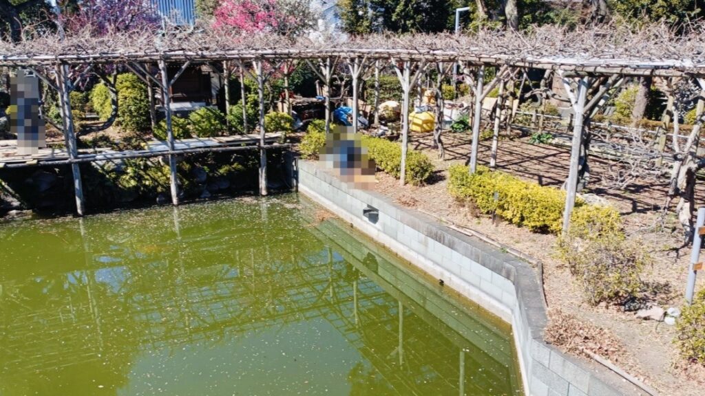 亀戸天神社 藤棚