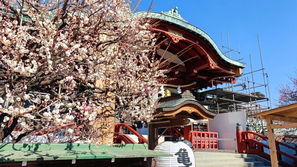 亀戸天神社「梅まつり」