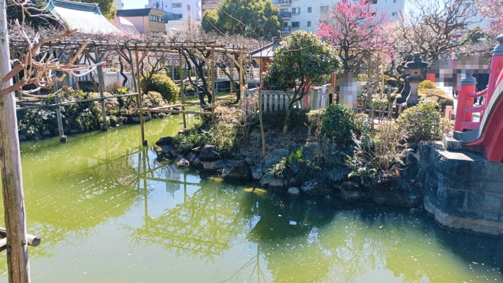亀戸天神社「梅まつり」