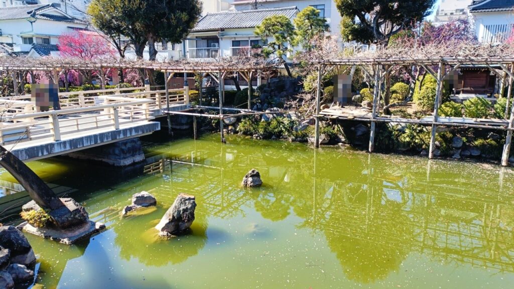 亀戸天神社「梅まつり」
