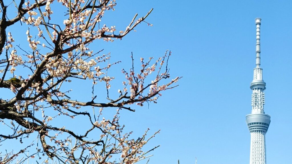 亀戸天神社「梅まつり」