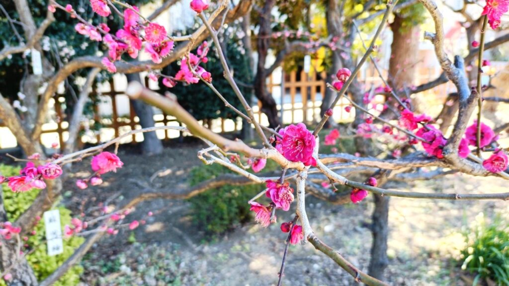 亀戸天神社「梅まつり」