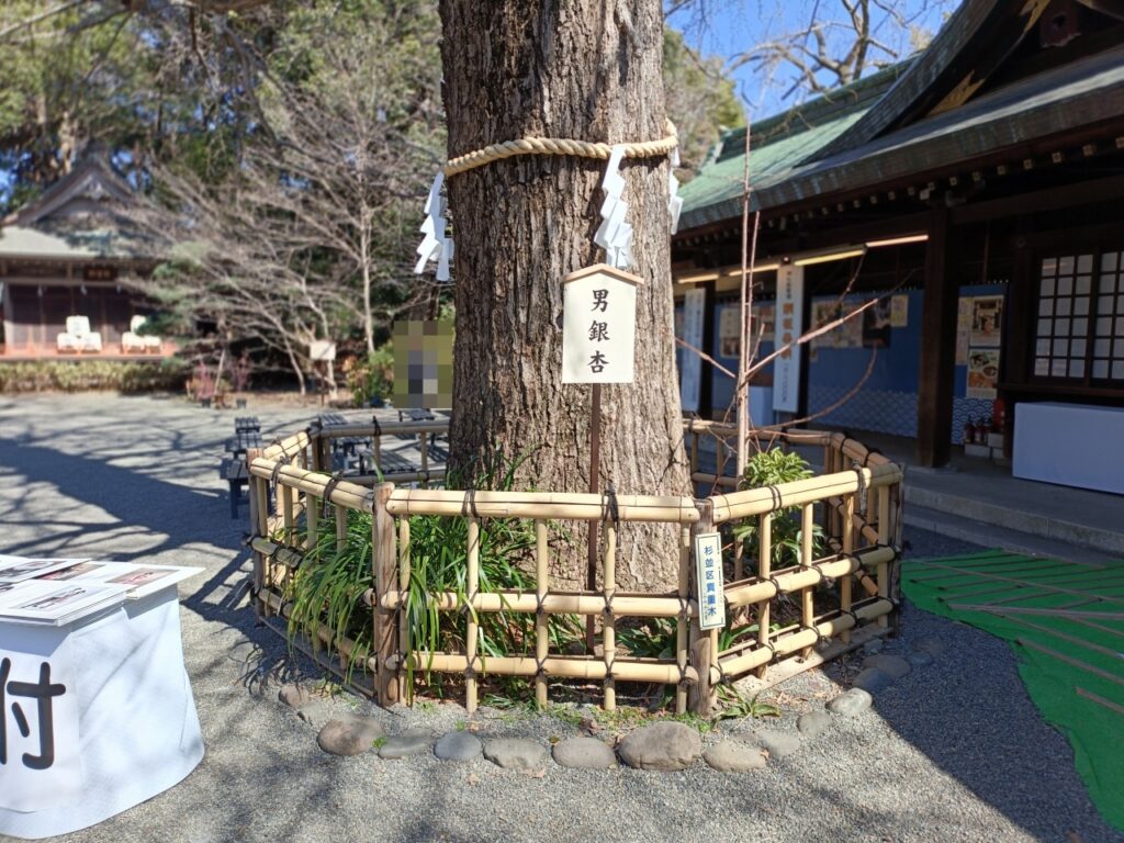 大宮八幡宮　男銀杏